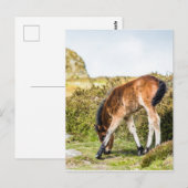 Haytor rock ukの前にあるDartmoor pony foal ポストカード (正面/裏面)