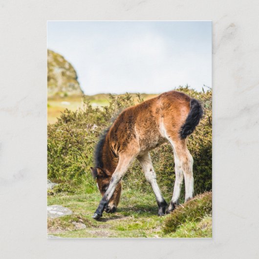 Haytor rock ukの前にあるDartmoor pony foal ポストカード (正面)