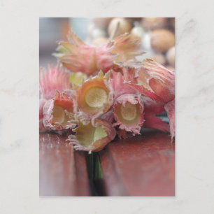Hazelnuts.JPG ポストカード