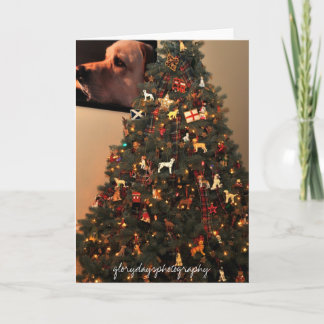 HCD_2846、グリーデイスフォトグラフィ シーズンカード