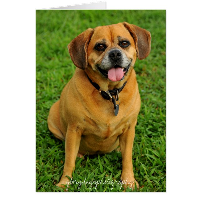 HCD_3984eのglorydaysphotography (正面)