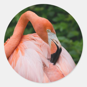 HDRのフラミンゴの鳥の鳥の野生の写真の写真の写真 ラウンドシール