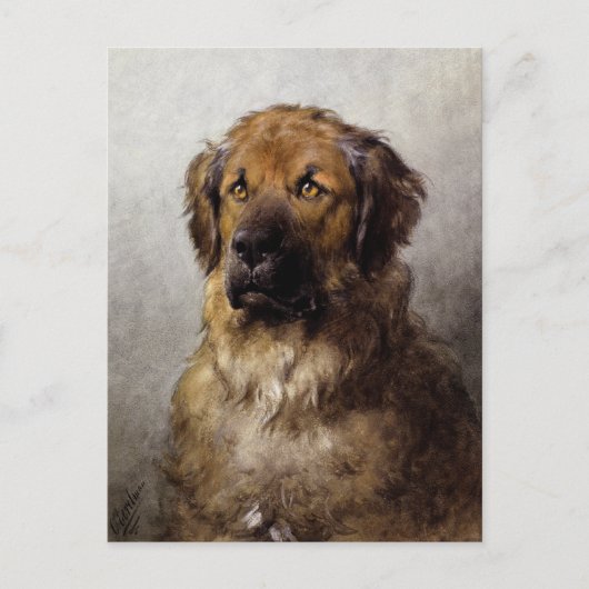 Head of a Leonberger Dog Painting ポストカード (正面)