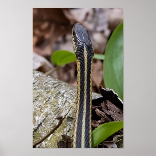 Head of a Snake ポスター (正面)