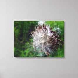 Head Of Bull Thistle  キャンバスプリント