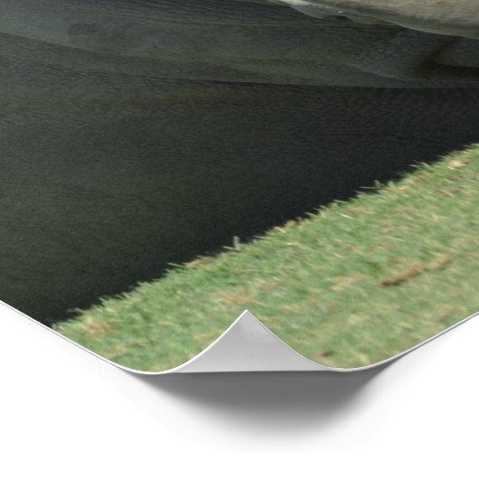 Head of the herd ポスター (角)