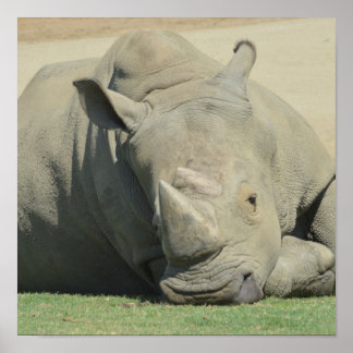 Head of the herd ポスター