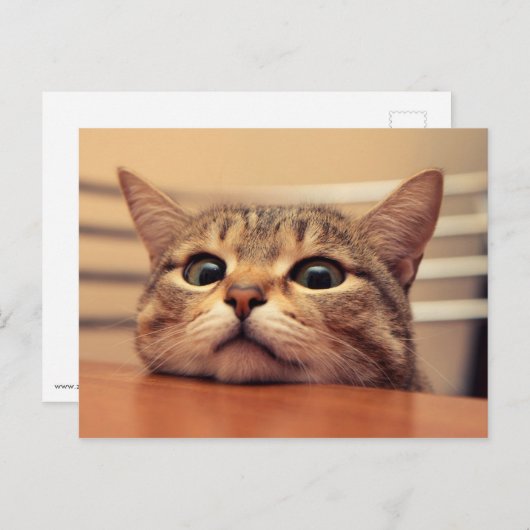 Head on table ポストカード (正面/裏面)