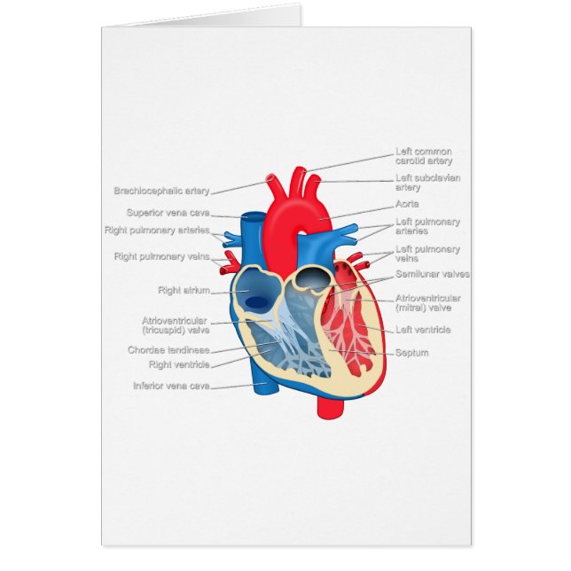 Heart_Anatomy (正面)
