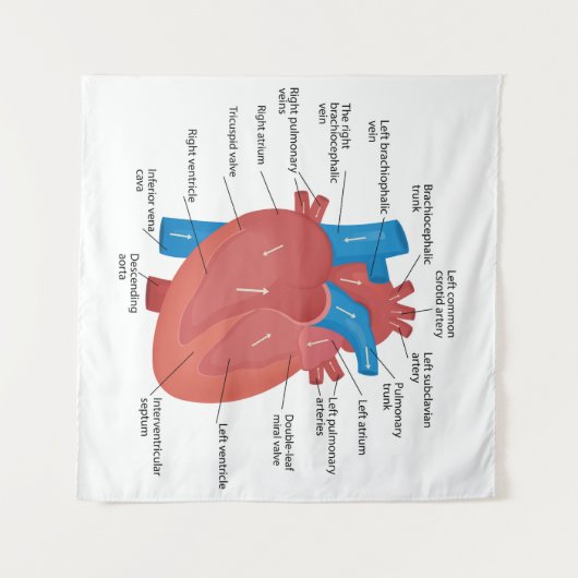 Heart anatomy  タペストリー (正面(横))