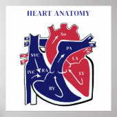 Heart Anatomy- ポスター (正面)