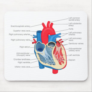 Heart_Anatomy マウスパッド