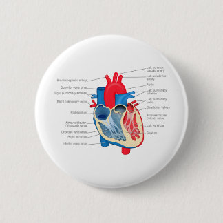 Heart_Anatomy 缶バッジ