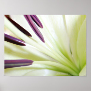 Heart of the Lily Fine Art Floral Photography ポスター