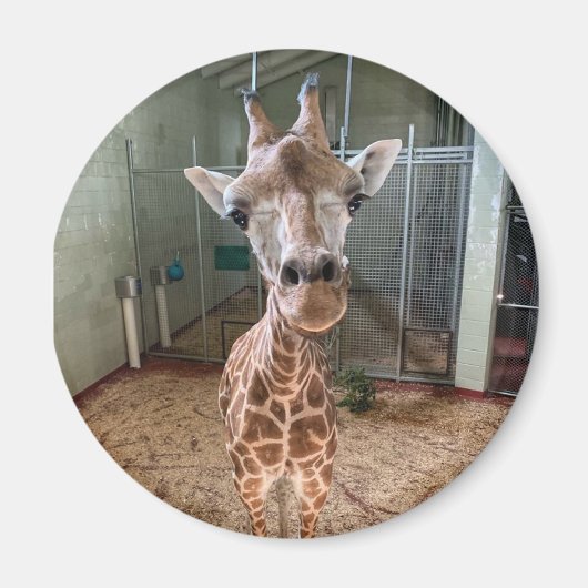 Heartbreaker Magnet マグネット (正面)