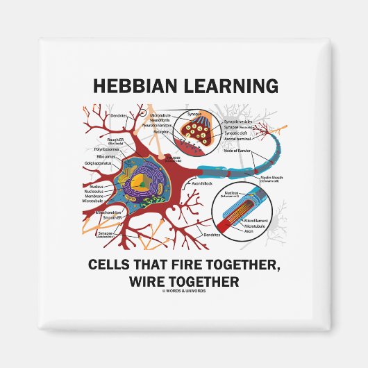 Hebbianの学細胞は一緒にワイヤーで燃える マグネット (正面)