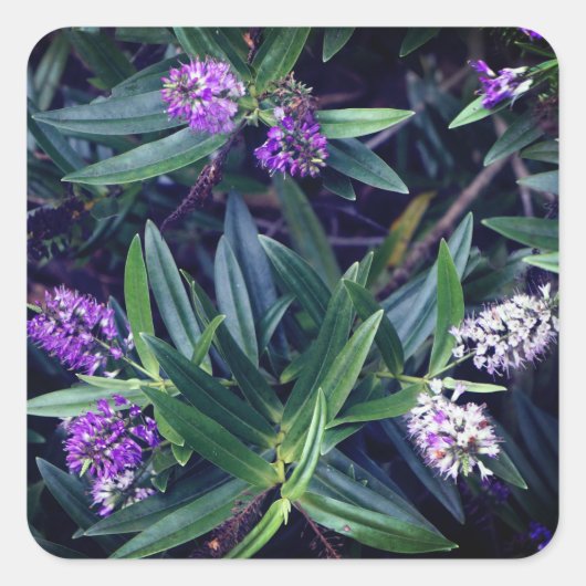 Hebe Mauve Fingersスタンプ スクエアシール (正面)