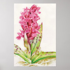 Hebrideaui orchid: Dactylorhza majalis ポスター