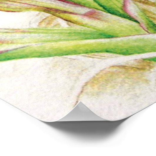 Hebrideaui orchid: Dactylorhza majalis ポスター (角)