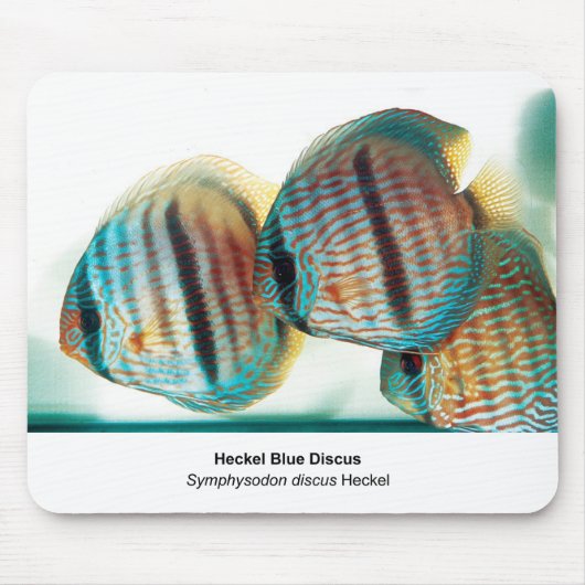 Heckel Blue Discusのマウスパッド マウスパッド (正面)
