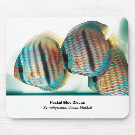 Heckel Blue Discus マウスパッド (正面)