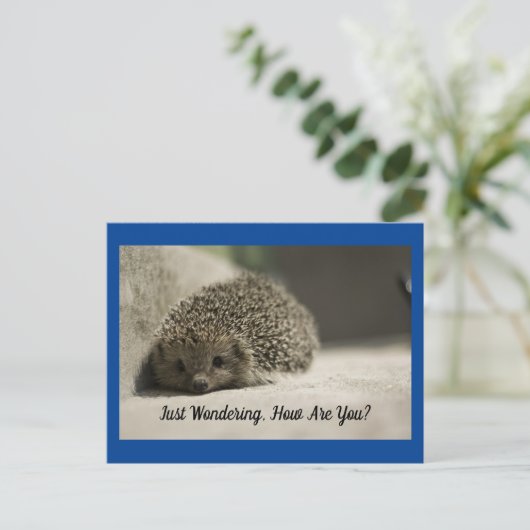 Hedgehogはがき ポストカード (スタンド正面)