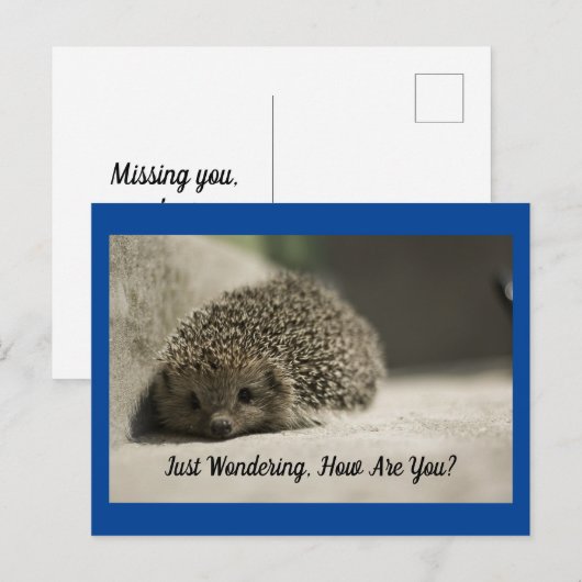 Hedgehogはがき ポストカード (正面/裏面)