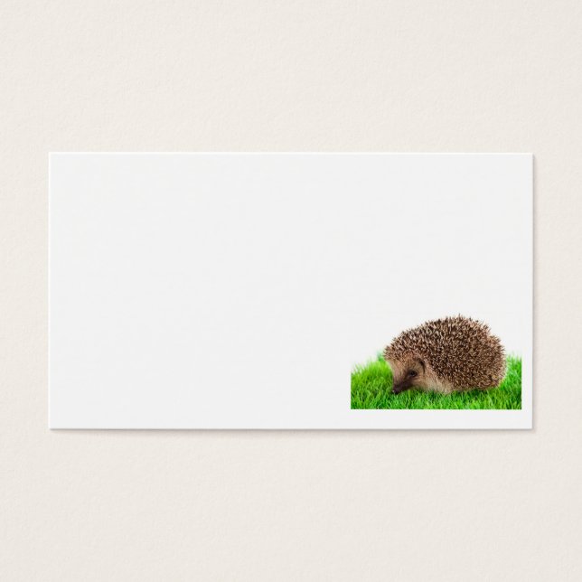 hedgehog (正面)