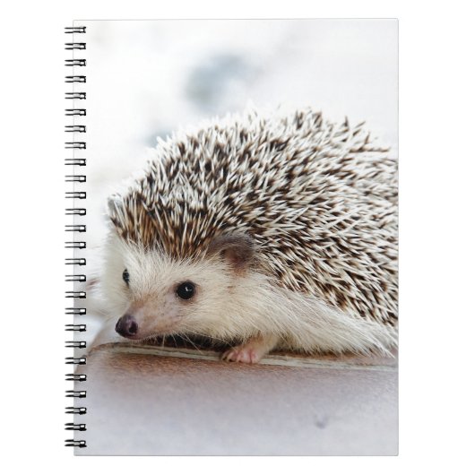 Hedgehog ノートブック (正面)
