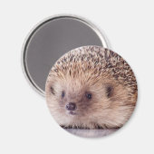 Hedgehog, マグネット (正面/裏面)