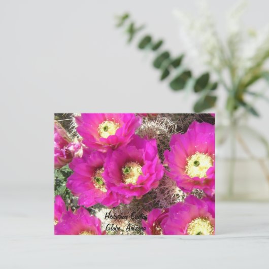 Hedgehog CactusGlobe （アリゾナ） ポストカード (スタンド正面)