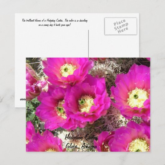 Hedgehog CactusGlobe （アリゾナ） ポストカード (正面/裏面)