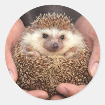 Hedgehog in Hands写真