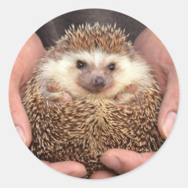 Hedgehog in Hands写真 ラウンドシール