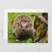 Hedgehog in the Forest写真はがき ポストカード (正面/裏面)