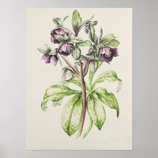 Helen BallardのHelleborus Orientalis ポスター (正面)