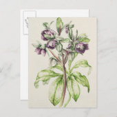 Helen BallardのHelleborus Orientalis ポストカード (正面/裏面)