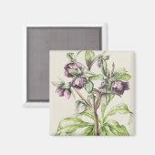 Helen BallardのHelleborus Orientalis マグネット (正面/裏面)