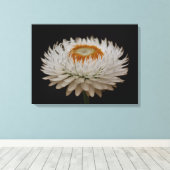 Helichrysum Flower Canvas Print キャンバスプリント (インサイチュ (ウッドフロア))