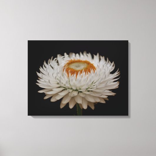 Helichrysum Flower Canvas Print キャンバスプリント (正面)