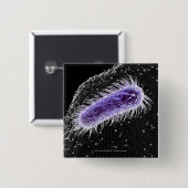 helicobacterの幽門の細胞の顕微鏡の概観 缶バッジ (正面&裏面)