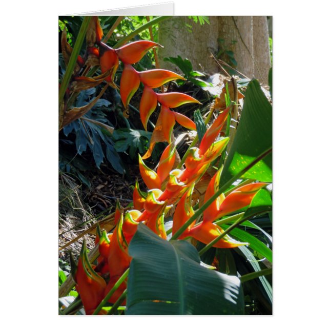 Heliconia (正面)