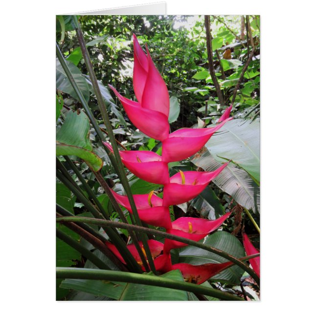 Heliconia (正面)