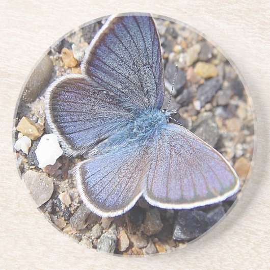 Hellblauer Schmetterling コースター (正面)