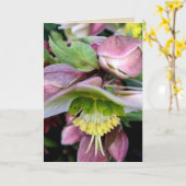 HelleborusのLividusの空白のな挨拶状1 カード (黄色い花)