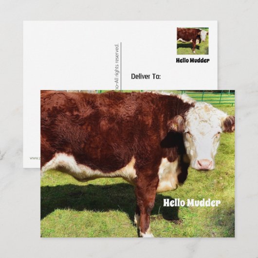 Helloポストカード ポストカード (正面/裏面)