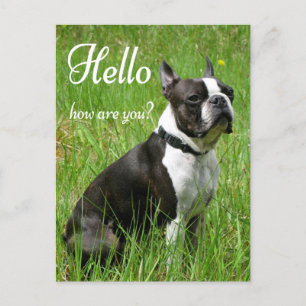Hello Boston Terrier Puppy Dog 考え's of You ポストカード