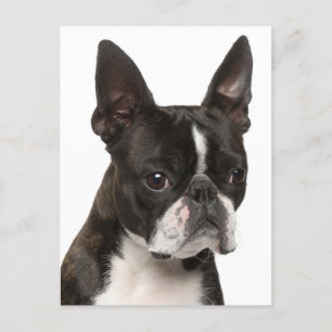 Hello Boston Terrier Puppy Dog 考え's of You ポストカード
