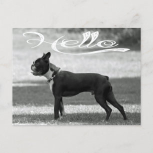 Hello Boston Terrier Puppy Dog Greeting Post Card ポストカード
