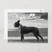 Hello Boston Terrier Puppy Dog Greeting Post Card ポストカード (正面/裏面)